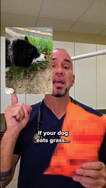 Facebook ad example — PetLab Co vet authority probiotic video ad