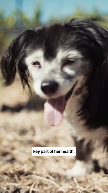 Lulu happy in the sun at the end of the ad