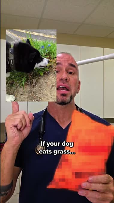PetLab vet listing dog gut-health warning signs