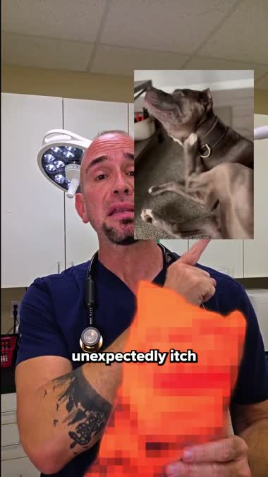 Dog itching inset clip in the PetLab ad