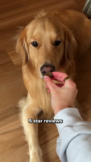 Golden retriever taking the PetLab probiotic chew